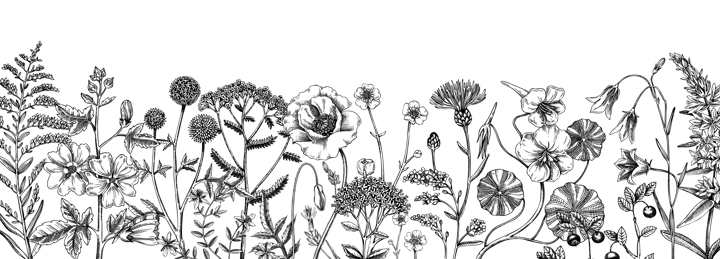 Summer background with field flowers in sketch style. Hand drawn wildflowers vintage border. Herbs, meadows, flowering plants vector illustrations. Floral design for banner, web, packaging, print